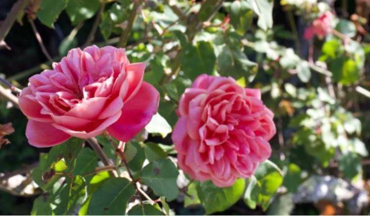 Le Gite Entre Val Et Rose Provins Bagian luar foto